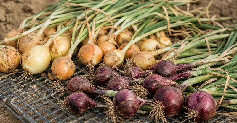 Onions curing and sorted after harvest
