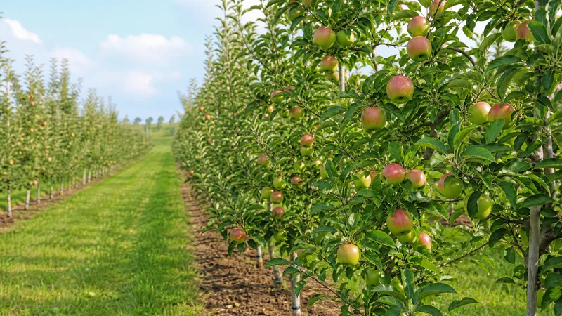 Apple Growing Guide: Tree Shape, Crop Load, and Cooling After Harvest