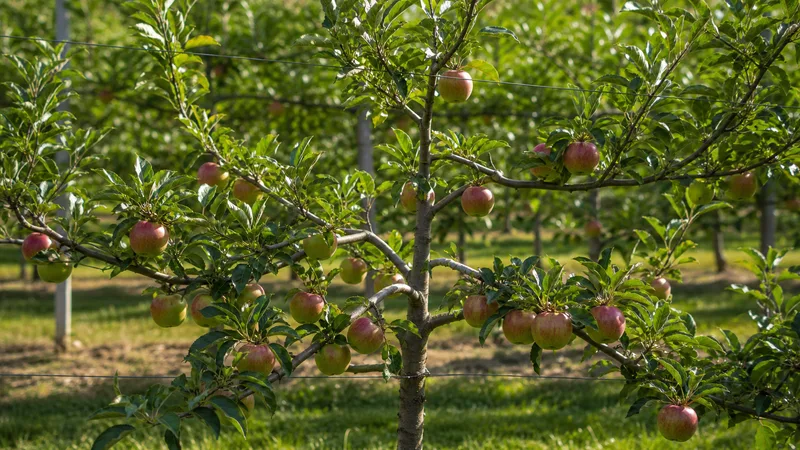 Apple canopy pruning and fruiting wood checks