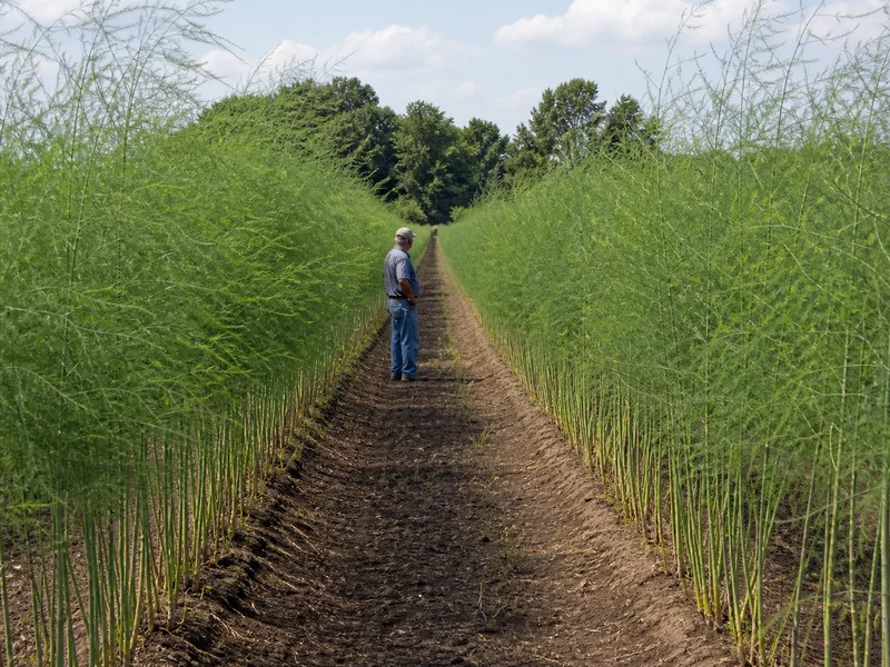 When Asparagus Turns Ferny, the Bed Needs a Different Kind of Walk