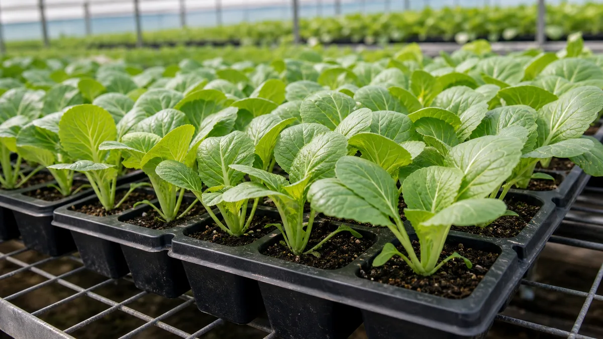 Chinese cabbage growing reference image