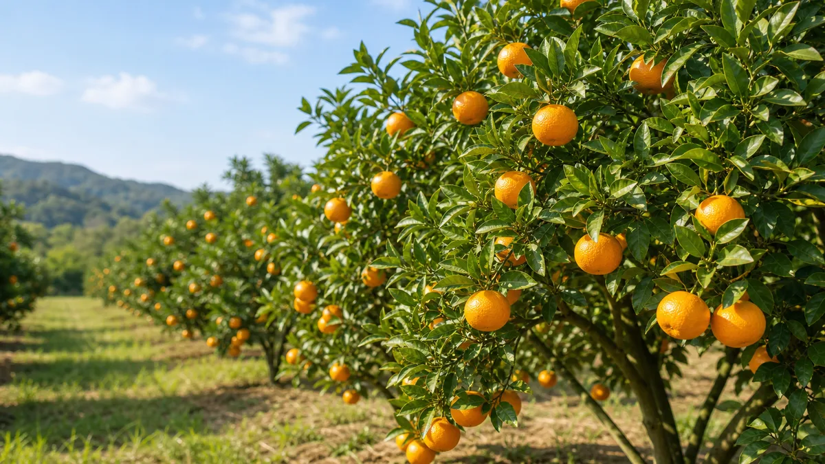 Citrus growing reference image