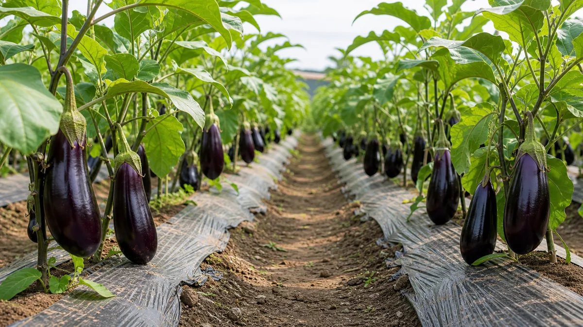 Eggplant growing reference image