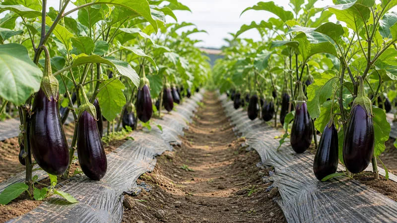 Eggplant Growing Guide: Carry the Crop Longer by Managing Early Fruit Load