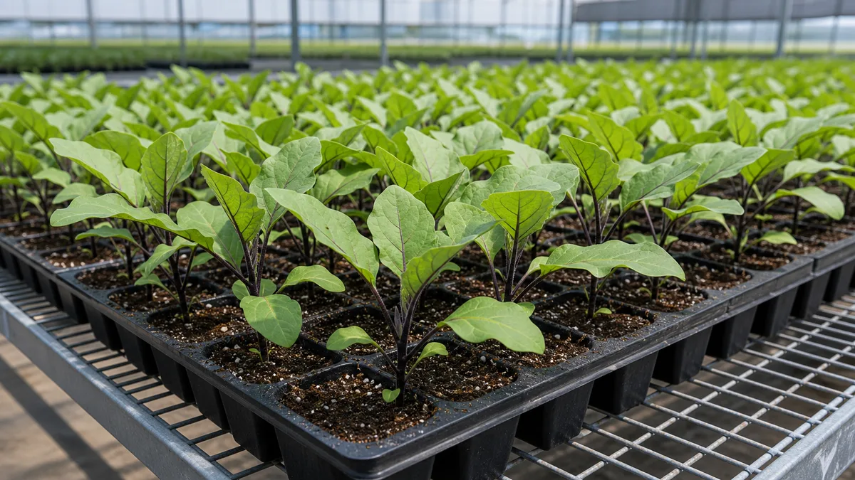 Eggplant growing reference image