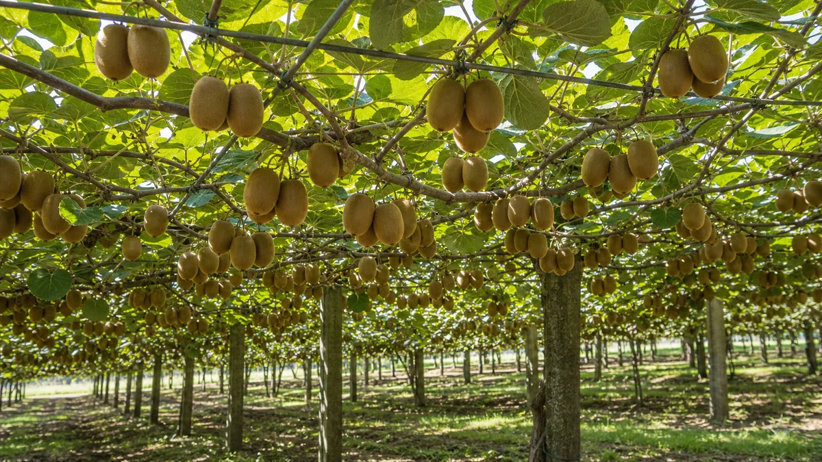Kiwifruit growing reference image