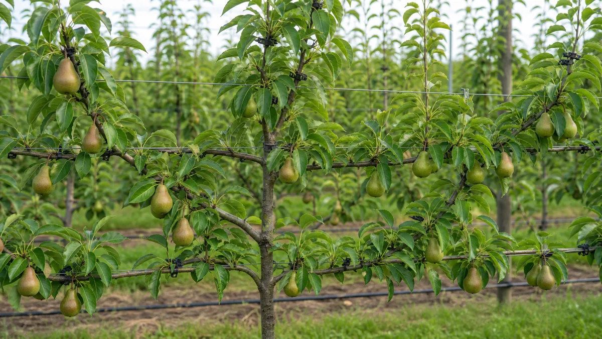 Pear tree growing reference image