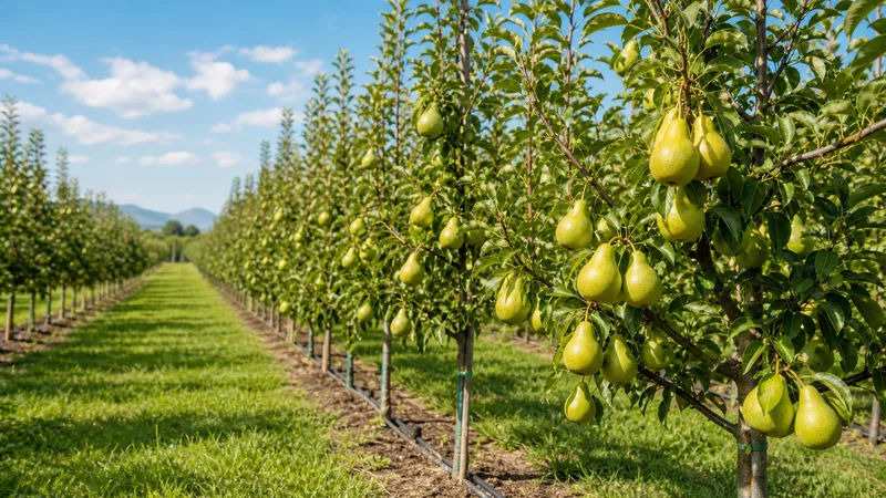 Pear Growing Guide: Give the Orchard Enough Space Before Pruning Gets Expensive