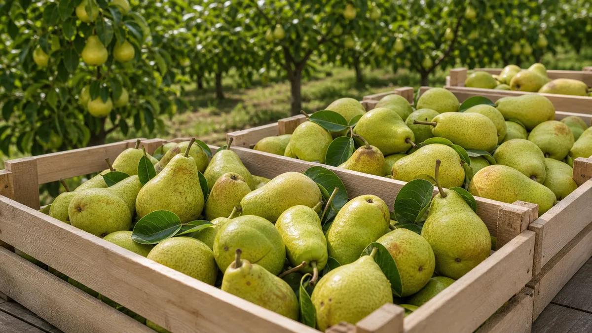 Pear tree growing reference image