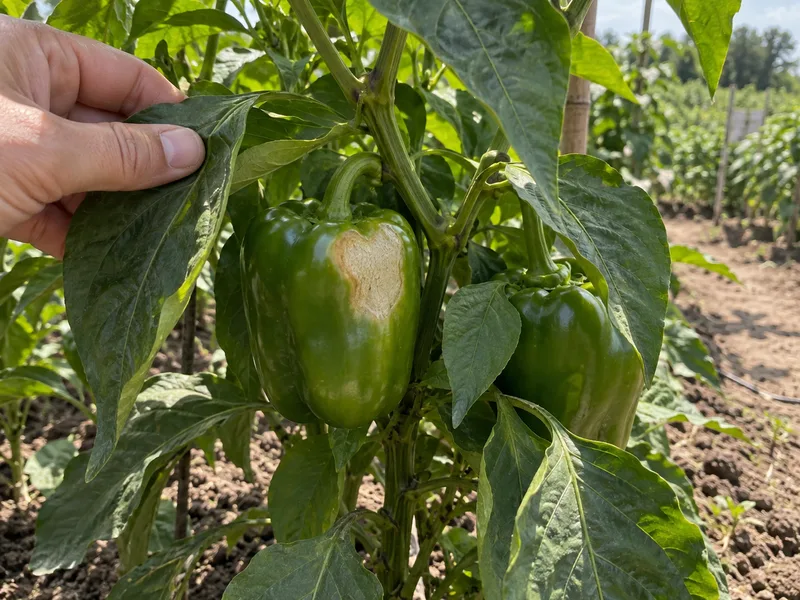 A Pale Patch on a Pepper: Check the Fruit, Then the Leaves Above It