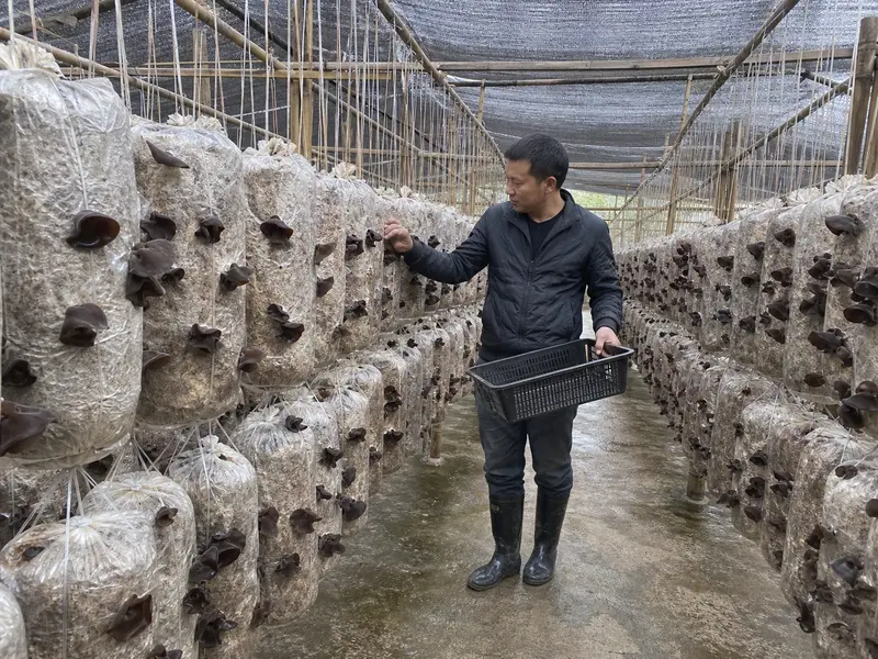 A Clear Aisle Changes How You Harvest Wood Ear Mushrooms