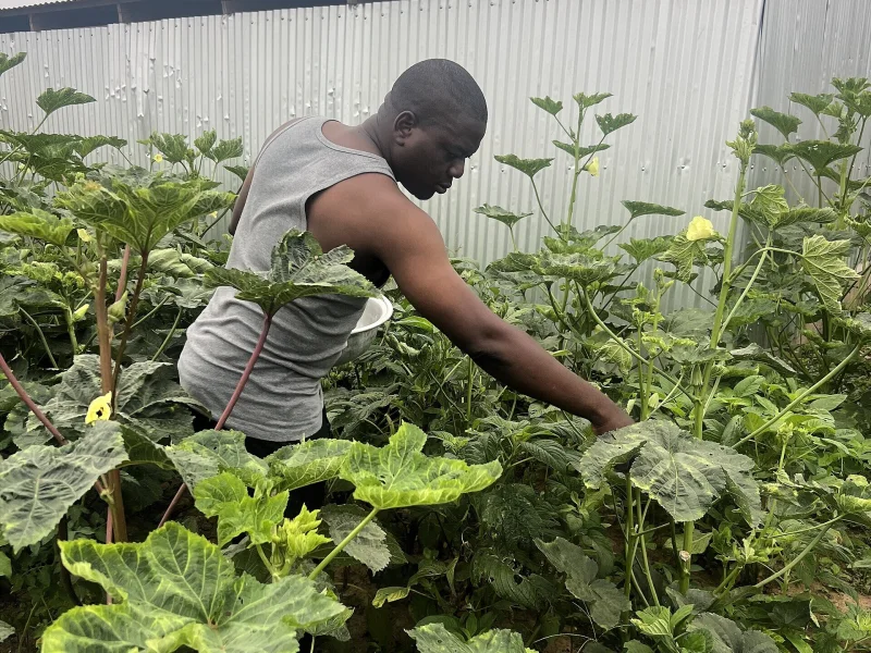 Okra Picking Gets Easier When Tender Pods Stay in View